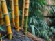 Rhizome du bambou