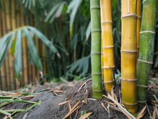 prolifération du bambou
